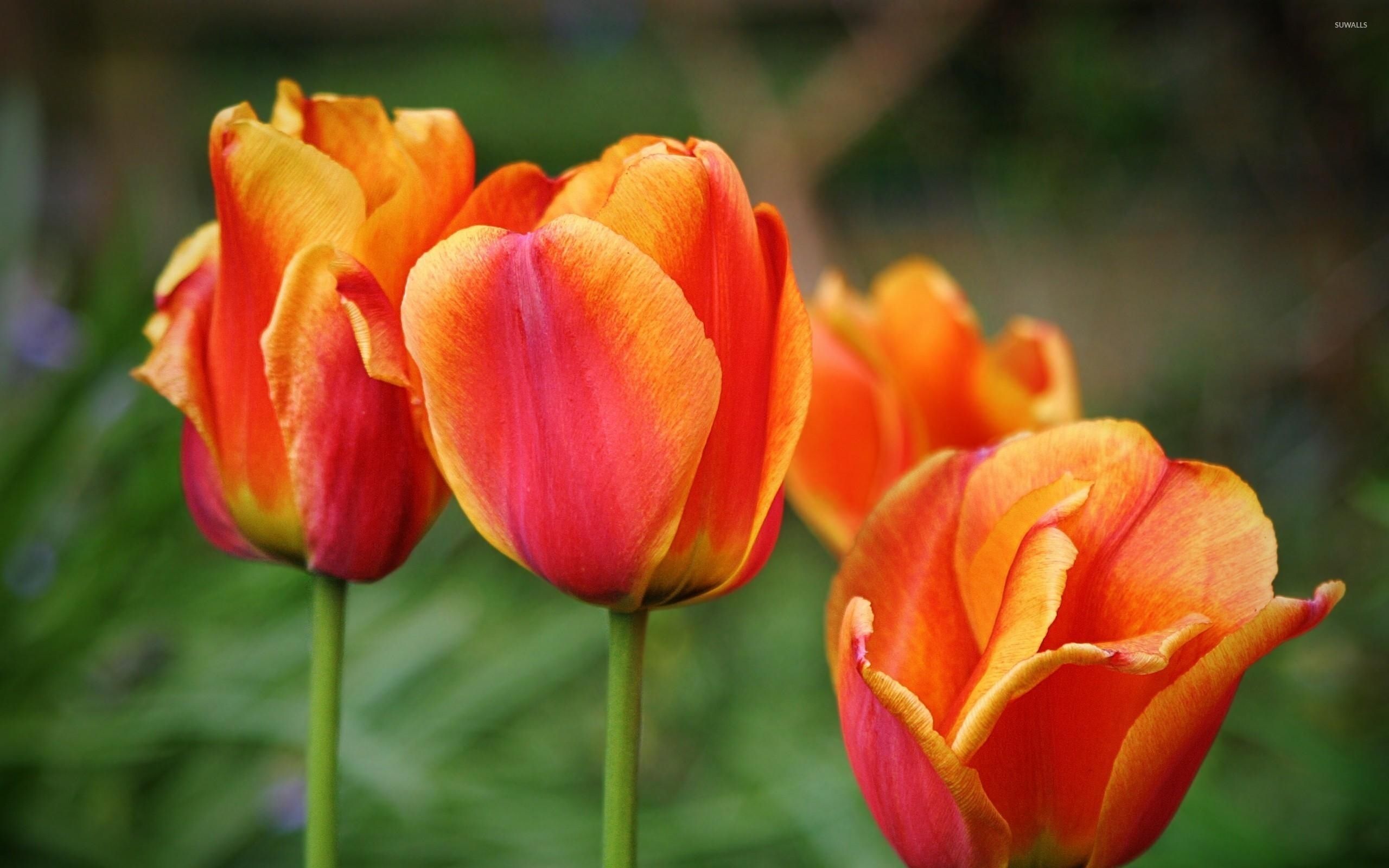 Hình nền hoa tulip 4K 0014