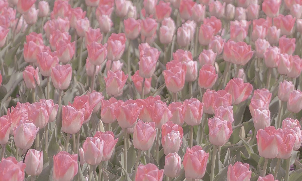 Hình nền hoa tulip 4K 0018