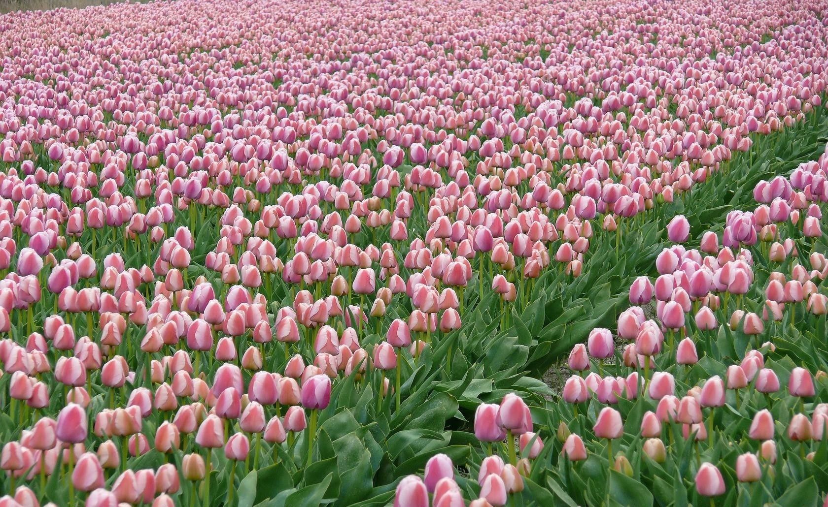 Hình nền hoa tulip 4K 0021