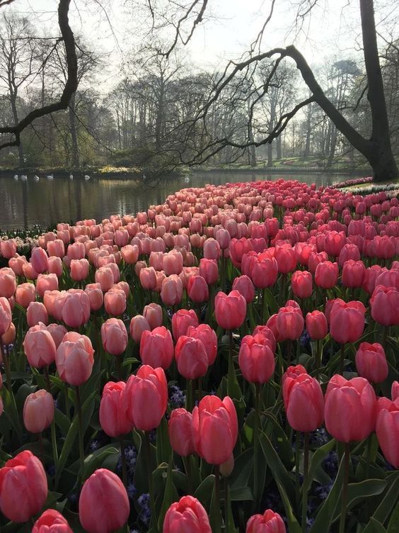 Hình nền hoa tulip 4K 0022