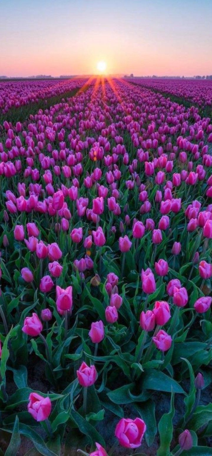 Hình nền hoa tulip 4K 0035