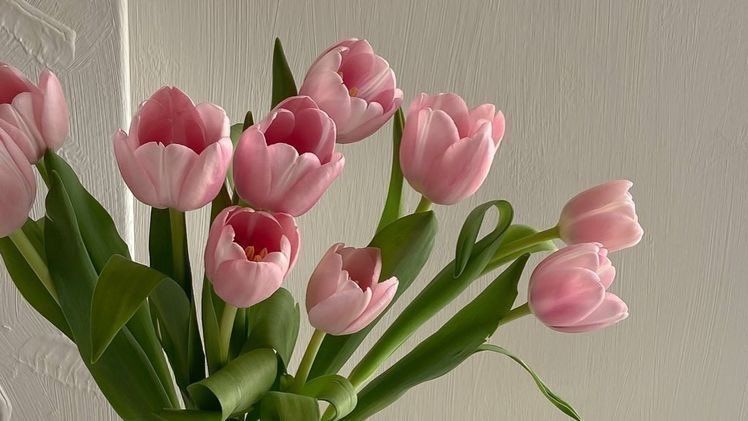 Hình nền hoa tulip 4K 0039