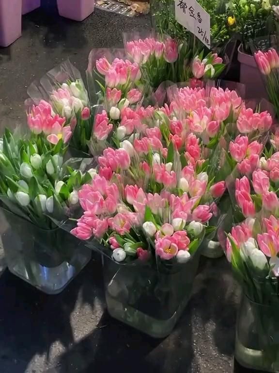 Hình nền hoa tulip 4K 0043