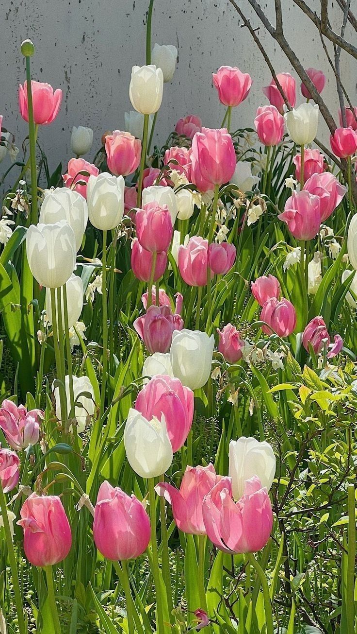 Hình nền hoa tulip 4K 0087